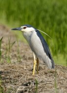 Bakcsó, Nycticorax nycticorax