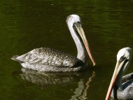barna pelikán
