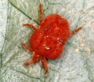 törpe-bársonyatka  Microtrombidium pusillum