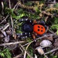 bikapók Eresus niger