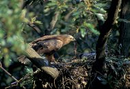 Békászó  sas, Aquila pomarina