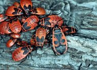 verőköltő bodobács Pyrrhocoris apterus