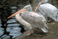 Borzas gödény , Pelecanus crispus