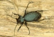 bőrfutrinka Carabus coriaceus