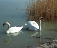 Bütykös hattyú, Cygnus olor