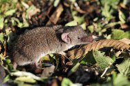 keleti cickány, Crocidura suaveolens