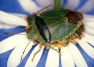 bíboros címerespoloska Piezodorus lituratus