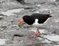 csigaforgató,  Haematopus ostralegus