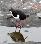 csigaforgató, Haematopus ostralegus