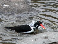 csigaforgató, Haematopus  ostralegus