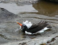 csigaforgató,  Haematopus ostralegus