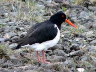 csigaforgató, Haematopus  ostralegus