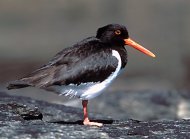 Csigaforgató  Haematopus ostralegus