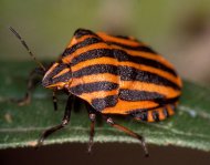 csíkos pajzsospolska Graphosoma lineatum