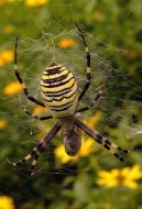 darázspók  Argiope bruennichi