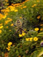 darázspók  Argiope bruennichi 1.