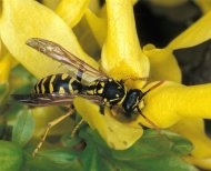 franciadarázs Polistes gallicus