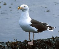 Dolmányos sirály  Larus marinus