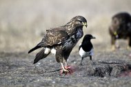 egerészölyv,(Buteo buteo)