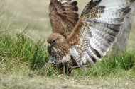 egerészölyv, zsákmányol, Buteo buteo