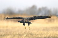 egerészölyv,(Buteo buteo)