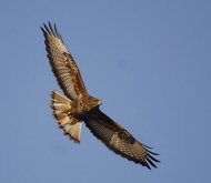 egerészölyv,Buteo,b.vulpinus