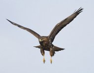 egerészölyv, Buteo buteo