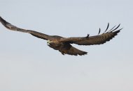 egerészölyv,Buteo buteo