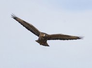 egerészölyv, Buteo buteo