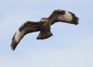 egerészölyv, Buteo buteo