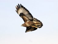 egerészölyv, Buteo buteo