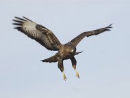 egerészölyv, Buteo buteo