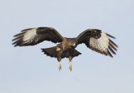 egerészölyv, Buteo buteo