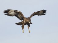 egerészölyv, Buteo buteo