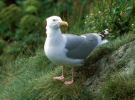 Ezüstsirály Larus argentatus