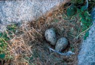 Ezüstsirály,Larus argentatus