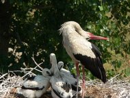 fehér gólya ,(kelepelő)Ciconia ciconia