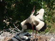 fehér gólya (kelepelő)Ciconia ciconia