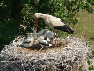 Fehér gólya, Ciconia ciconia