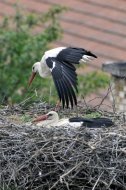 fehér gólya pár, Ciconia ciconia