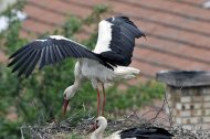 fehér gólya pár, Ciconia ciconia