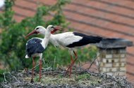 fehér gólya pár (üdvözlés),Ciconia ciconia