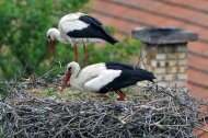 fehér gólya pár,(fészek tatarozás)Ciconia ciconia