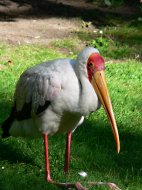 Tantalus gólya, Mycteria  ibis