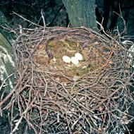 fekete gólya fészekalj, Ciconia nigra