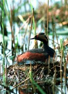 feketenyakú vöcsök, Podiceps nigricollis