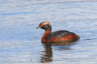 füles vöcsök, Podiceps auritus