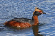 füles vüöcsök, Podiceps auritus