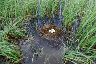 Füles vöcsök, Podiceps auritus