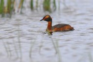 Füles vöcsök, Podiceps auritus